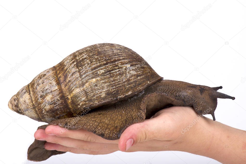 Giant West African snail,Archachatina marginata, Cameroon