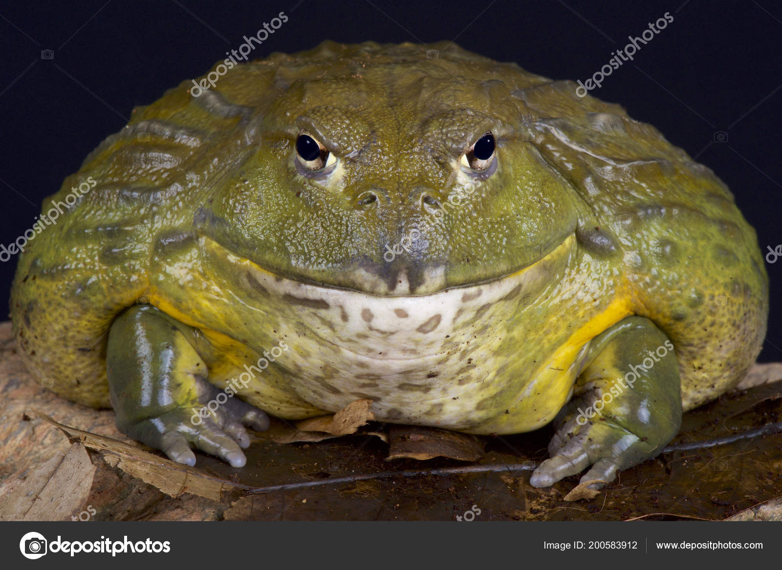 depositphotos_200583912-stock-photo-giant-african-bullfrog-pyxicephalus-adspersus.jpg