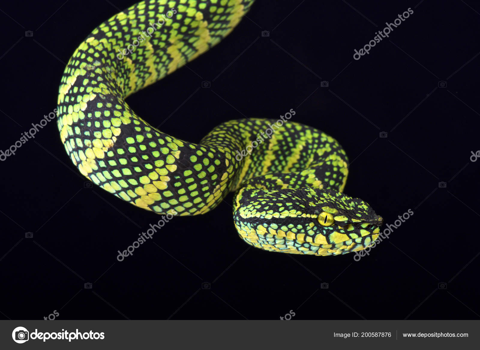 Wagler Tree Viper Tropidolaemus Wagleri Male Stock Photo Image By C Reptiles4all Wagler Tree Viper Tropidolaemus Wagleri Male Stock Photo Image By C Reptiles4all