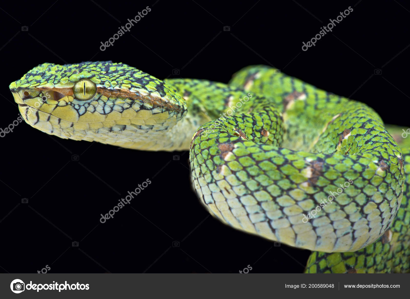 Temple Viper Tropidolaemus Wagleri Lowland Stock Photo C Reptiles4all Temple Viper Tropidolaemus Wagleri Lowland Stock Photo C Reptiles4all