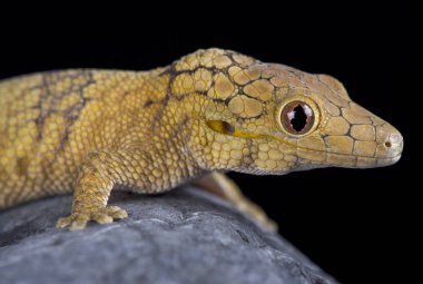 Bir nesli tehlike altında olan gecko Yeni Kaledonya üzerinden büyük ölçekli bukalemun gecko (Eurydactylodes symmetricus) familyasından.