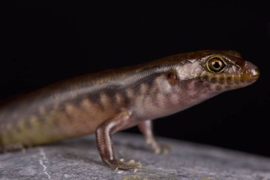 Yeni Kaledonya gece skink (Kanakysaurus viviparus) Yeni Kaledonya son zamanlarda keşfedilen ve açıklanan skink türlerden olduğunu. Onlar are nocturnal ve livebearing