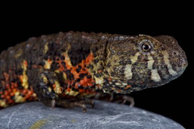 Vietnamca timsah kertenkele (Shinisaurus crocodilurus vietnamensis) son zamanlarda keşfedilen ve 2016 yılında açıklanan. Nüfus tahmindir 800 yetişkin.