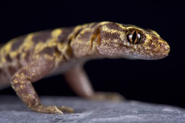 Granit gece kertenkele (Xantusia henshawi ) 