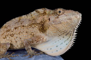Küba sakallı anole (Anolis barbatus)