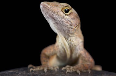 Kahverengi anole (Anolis sagrei) olarak da bilinen Bahamalar anole Bahamalar ve Küba'ya özgü. Ama bu kertenkele son derece invaziv ve şimdi Güney Amerika Birleşik Devletleri arasında Güney Amerika, Tayvan, Karayip Adaları parçaları bulundu.