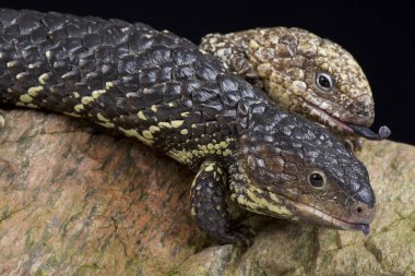 Beaded lizards / Heloderma horridum clipart