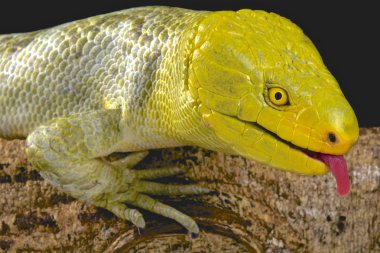 Kuzey maymun kuyruklu skink (Corucia zebrata alfredschmidti)