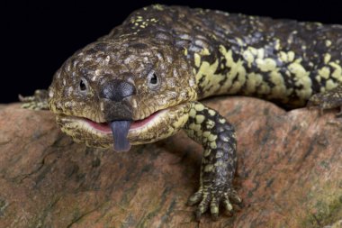 Boncuklu kertenkele / Heloderma horridum