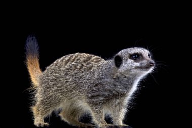 Grup konut memeli Güney Afrika'da bulunan çöl faresi (Suricata suricatta) bir merak ediyor.