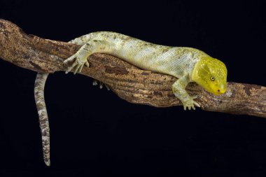 Kuzey maymun kuyruklu skink (Corucia zebrata alfredschmidti)