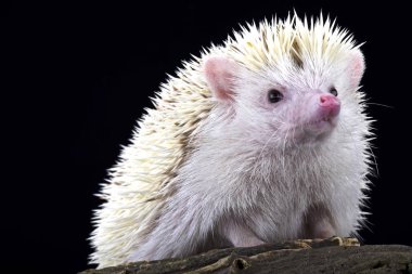 Albino Pygmy hedgehog (Atelerix albiventris) clipart