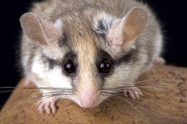Bahçe yediuyuru (Eliomys melanurus)