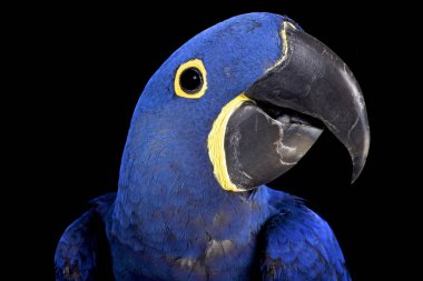 sümbül Amerika papağanı (anodorhynchus hyacinthinus