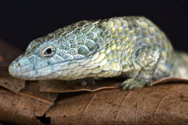 Mixtecan ağaç timsah kertenkele (Abronia mixteca)