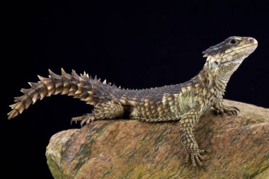 Sungazer (Smaug giganteus) familyasından bir atmaca prehistorik görünümlü kertenkele Güney Afrika'ya endemik.