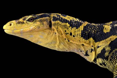 Filipin su monitör (varanus cumingi)
