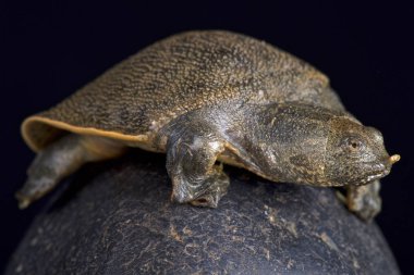 Yeni Gine dev kaplumbağası (Pelochelys bibroni) 