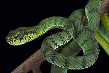 Sumatra çukur engereği (Parias sumatranus)