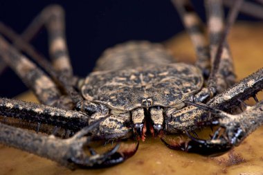 Kamçı akrep (Damon variegata)