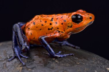 Çilek ok kurbağası (Oophaga pumilio)