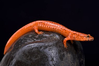 Kırmızı semenderi (Pseudotriton ruber)