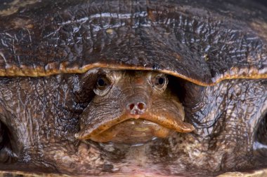 Aubry'nın flapshell kaplumbağa (Cycloderma aubryi)