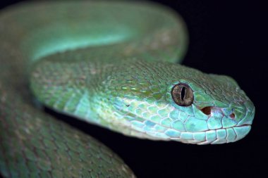 Beyaz dudaklı Adası kesimlerinde bulunan çukur engerek (beyaz albolabris insularis)