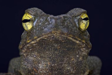 Dev nehir kara kurbağası (Phrynoides aspera)