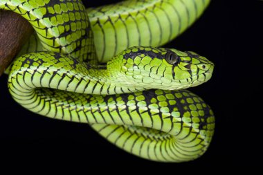 Sumatra çukur engereği (Parias sumatranus)