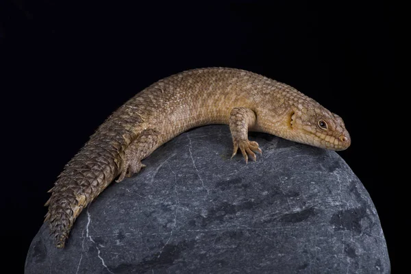 Gidgee Spiny Tailed Skink Egernia Stokesii Encuentra Australia Prefieren Afloramientos —  Fotos de Stock