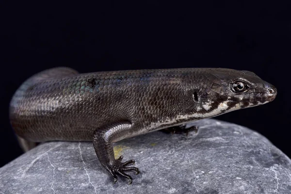 Tek gerdanlı dev Skink (Eugongylus mentovarius) familyasından bir atmaca dev yırtıcı skink Halmahera Adası, Endonezya için endemik.