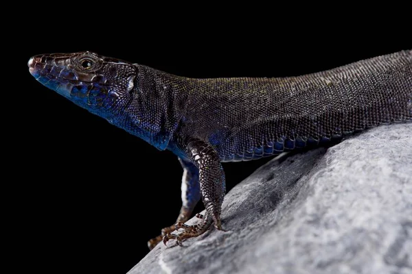 Lagarto Isla Bosc Podarcis Pityusensis Gorrae —  Fotos de Stock