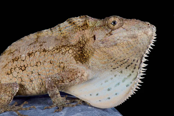 古巴大胡子变色龙 Anolis Barbatus — 图库照片