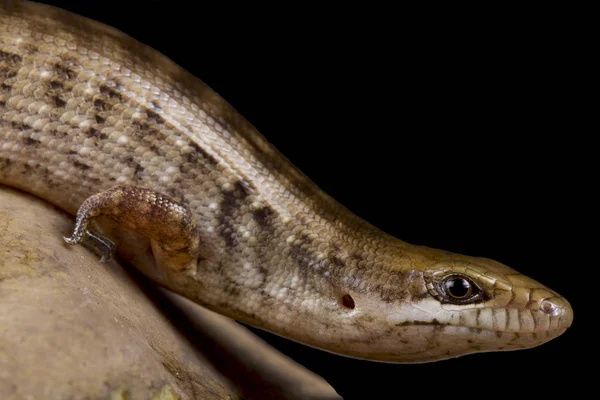 Celestus Warreni Una Especie Lagarto Peligro Extinción Endémica Isla Española — Foto de Stock