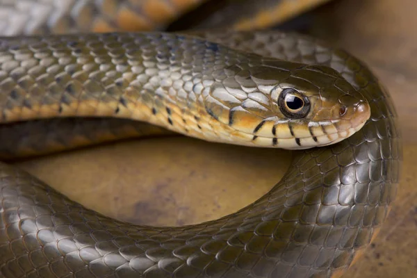 Smith African Water Snake Grayia Smithii — Stock Photo, Image