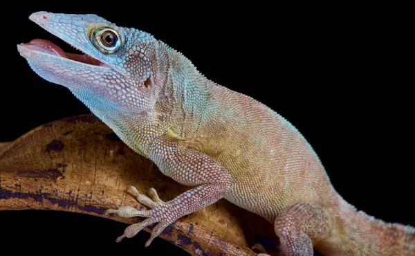 Morne Constant Anole Anolis Ferreus — Stock Photo, Image