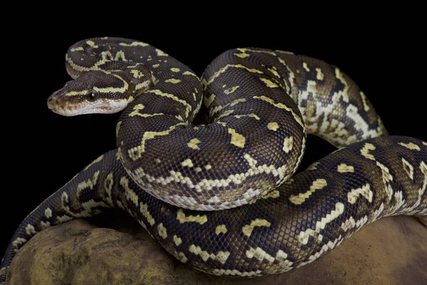 Angola Python Krajta Angolská Zřídka Vidět Python Druhy Nalezeny Angole — Stock fotografie