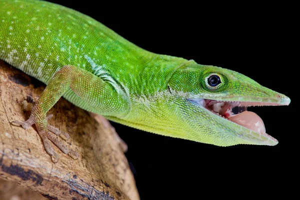 Anolo Dal Becco Bianco Haitiano Endemico Hispaniola Poi Della Parte — Foto Stock