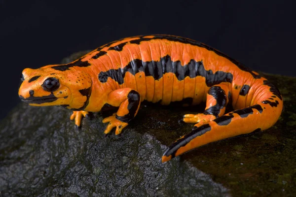 Solling Fire Salamander Salamandra Salamandra Terrestris Solling — Stock Photo, Image