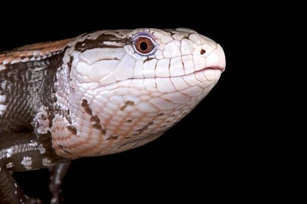 Kei Island Blue Tongued Skink Tiliqua Gigas Keyensis Endemic Kei — Stock Photo, Image