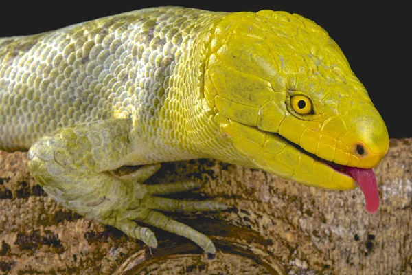 Βόρεια Μαϊμού Tailed Skink Corucia Zebrata Alfredschmidti — Φωτογραφία Αρχείου