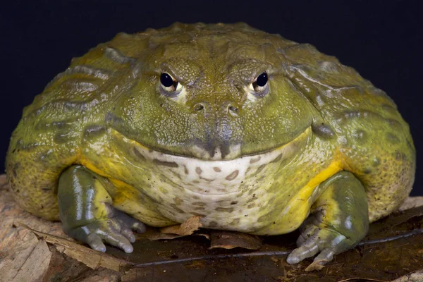 非洲巨型牛蛙 Pyxicephalus Adspersus — 图库照片
