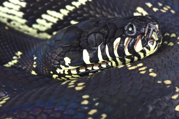 Boelen Python Morelia Boeleni — Stockfoto