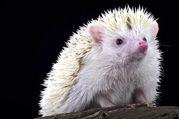 Albino Pygmy Hedgehog Atelerix Albiventris — Stock Photo, Image
