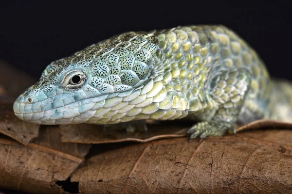 Міктейська Алігаторна Ящірка Abronia Mixteca — стокове фото