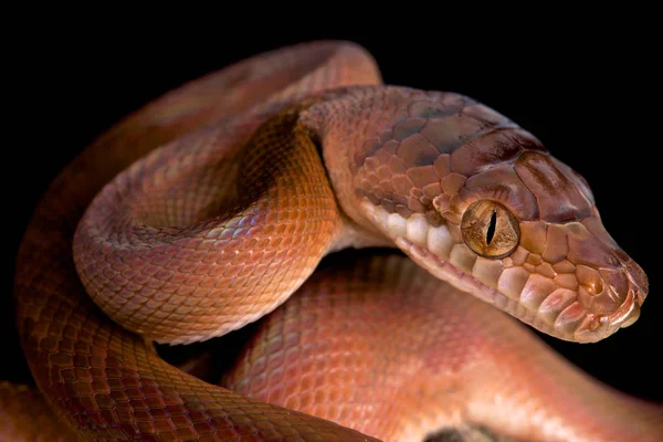 Amethystine python (Morelia amethistina)