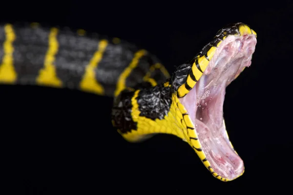 Mangrov Yılanı Boiga Dendrophila — Stok fotoğraf