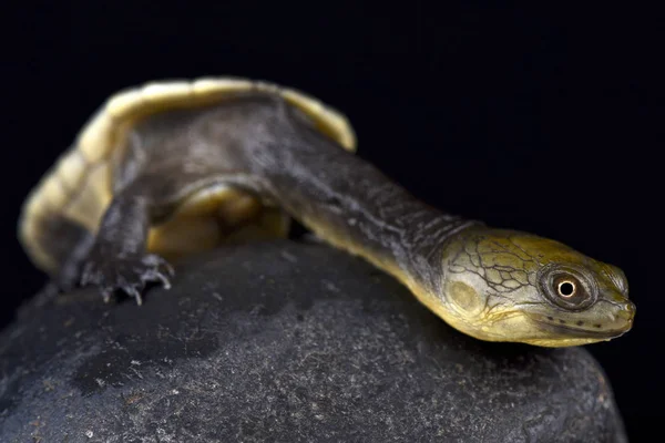 Tartaruga Pescoço Cobra Chelodina Oblonga — Fotografia de Stock