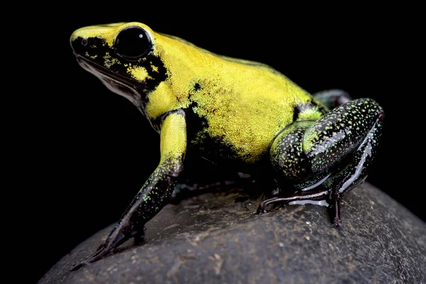 Golden Poison Frog Phyllobates Terribilis — Stock Photo, Image